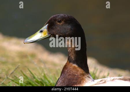 profil de gros plan de canard colvert Banque D'Images