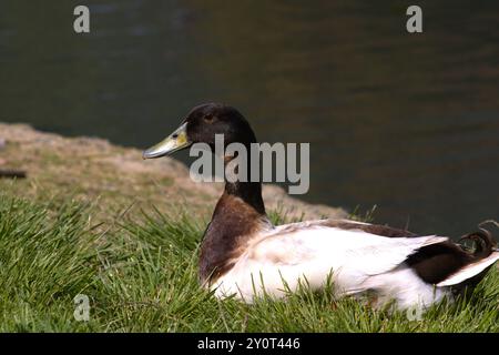 profil de gros plan de canard colvert Banque D'Images