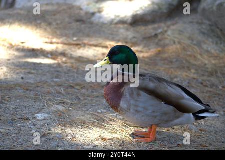 canard colvert vue latérale dans la nature Banque D'Images