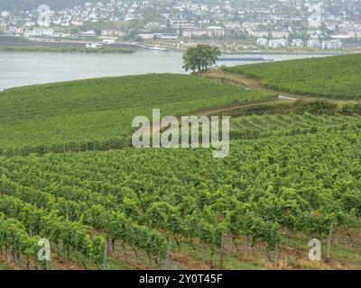 Large vue sur les vignobles, avec une rivière et une ville en arrière-plan, bingen, rhin, allemagne Banque D'Images