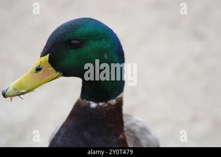 profil de gros plan de canard colvert Banque D'Images