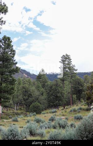 Vue sur les arbustes et les arbres sur le sentier Pine Loop à Pine, Arizona. Banque D'Images