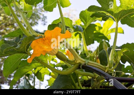 Vigne de citrouille fleurie en treillis 'Cucurbita pepo', utilisant un treillis métallique, Californie. Banque D'Images