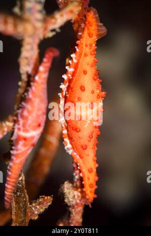 Cowry rosé, Phenacovolva rosea, détroit de Lembeh, Sulawesi Nord, Indonésie Banque D'Images