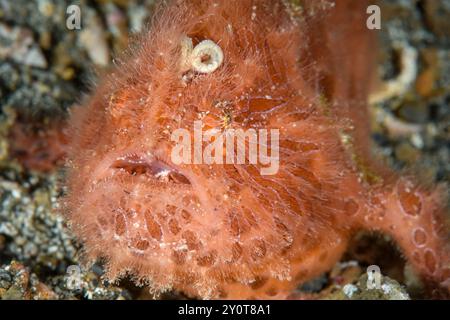 Juvénile de poisson-grenouille râlée ou rayée, Antennarius striatus, détroit de Lembeh, Sulawesi du Nord, Indonésie Banque D'Images