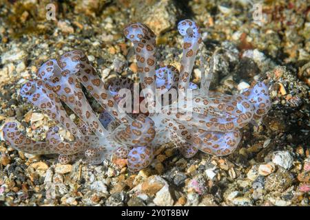 Limace de mer ou nudibranche, Phyllodesmium longicirrum, détroit de Lembeh, Sulawesi Nord, Indonésie Banque D'Images