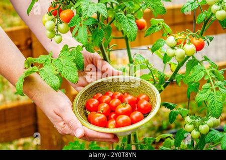 Image en gros plan des mains d'une femme tenant un bol de tomates cerises avec une plante de tomate en arrière-plan Banque D'Images