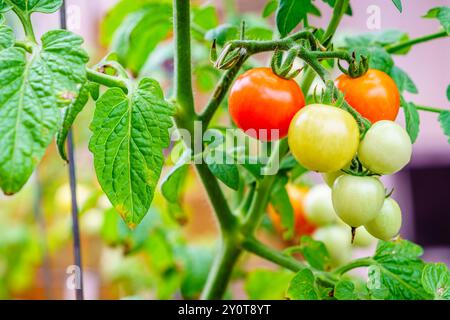 Image en gros plan de tomates cerises mûrissant sur la vigne dans un jardin Banque D'Images