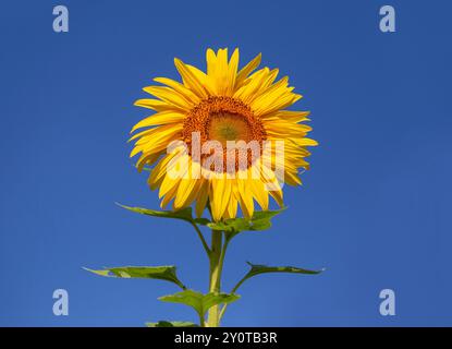 Tournesol isolé contre le ciel. Banque D'Images