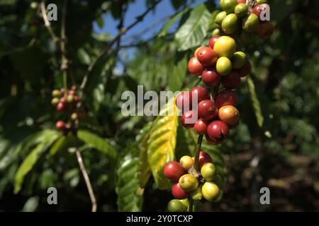 Cerises de café dans une ferme du village de Tegur Wangi, Pagar Alam, Sumatra du Sud, Indonésie. Banque D'Images