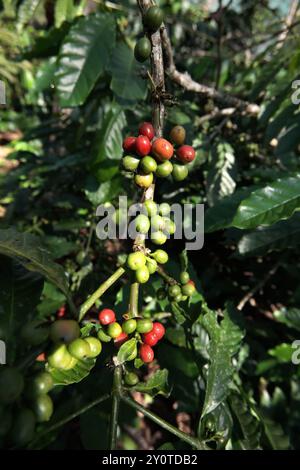 Cerises de café dans une ferme du village de Tegur Wangi, Pagar Alam, Sumatra du Sud, Indonésie. Banque D'Images