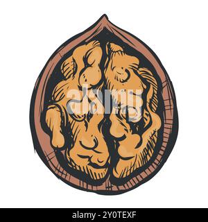 Esquisse dessinée à la main de l'illustration vectorielle de noix. Noyau de noix ouvert, icônes d'esquisse de coque. Produits biologiques frais, huile. Dessin coloré d'un écrou. ISO Illustration de Vecteur