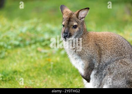 Portrait d'un Wallaby à cou rouge Macropus rufogriseus, assis sur un pré au zoo de Hanovre. Hanovre basse-Saxe Allemagne FB 2014 4429 Banque D'Images