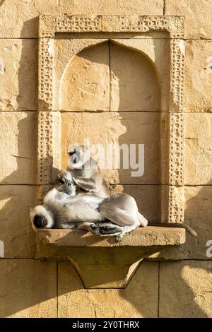 Deux langurs hanumans Semnopithecus entellus assis à la façade d'un bâtiment en grès, jouant l'un avec l'autre au zoo de Hanovre. Hanovre basse-Saxo Banque D'Images