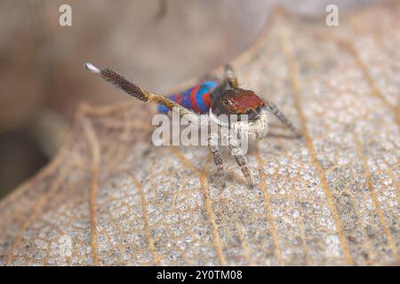 Mâle Maratus gemmifer, une araignée Peacock, agitant sa longue troisième jambe à la recherche d'une femelle. Banque D'Images