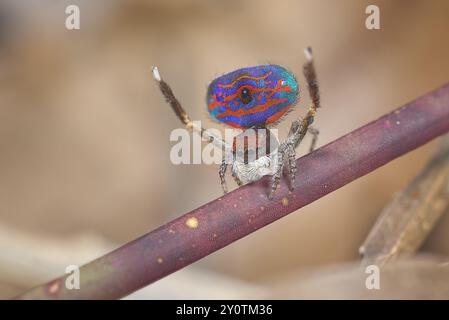 Mâle Maratus gemmifer, une araignée Peacock, montrant pour une femelle. Banque D'Images