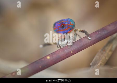 Mâle Maratus gemmifer, une araignée Peacock, montrant pour une femelle. Banque D'Images