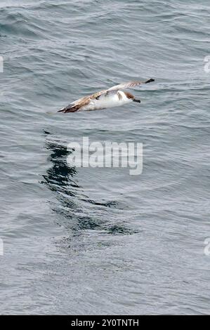 Great Shearwater Banque D'Images