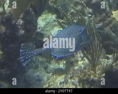 Cowfish griffonné (Acanthostracion quadricornis) Actinopterygii Banque D'Images