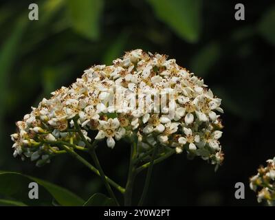 Photinia chinoise (Photinia serratifolia) Plantae Banque D'Images