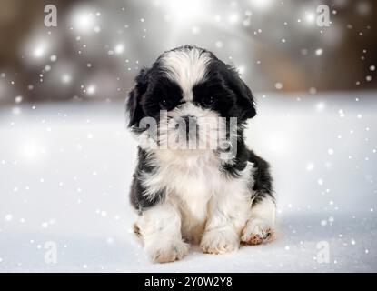 chiot shih tzu devant le fond d'hiver Banque D'Images