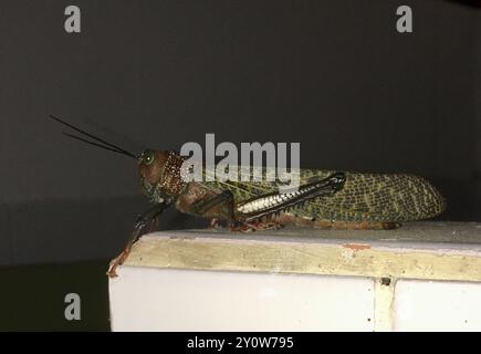 Sauterelle géante à ailes rouges (Tropidacris cristata) Insecta Banque D'Images