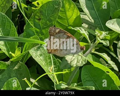 Insecte de la pensée jaune africaine (Junonia hierta cebrene) Banque D'Images