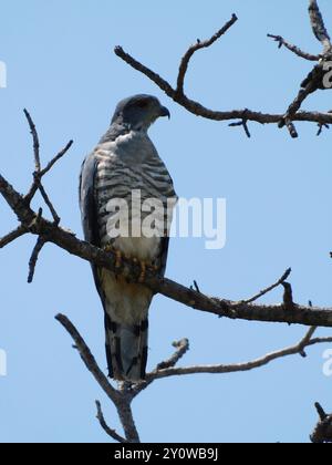 Cuckoo-Faucon d'Afrique australe (Aviceda culoides verreauxii) Aves Banque D'Images