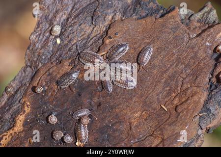 Lus commun (Oniscus asellus), famille des Oniscidae et des escargots arrondis, disques de Rotund (Discus rotundatus), famille des Discidae. Sur l'écorce d'arbre. Jardin hollandais. Banque D'Images