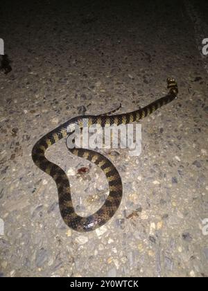 Triangulaire serpent d'eau (hydrops triangularis) Reptilia Banque D'Images