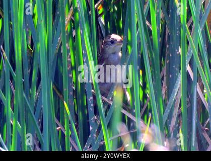 Wren-Spinetail (Spartonoica maluroides) Aves Banque D'Images