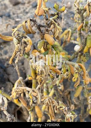 Câpres de haricot canarien (Tetraena fontanesii) Plantae Banque D'Images