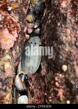 Mollusque de l'Abalone noir (Haliotis cracherodii) Banque D'Images