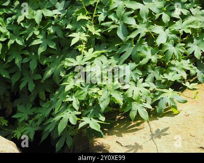 Houblon japonais (Humulus scandens) Plantae Banque D'Images
