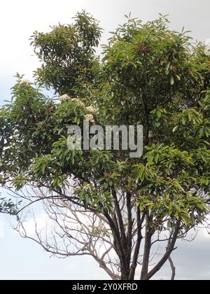 Photinia chinoise (Photinia serratifolia) Plantae Banque D'Images