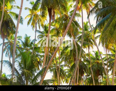 Palmiers de noix de coco sur fond de ciel. Image tonifiée Banque D'Images