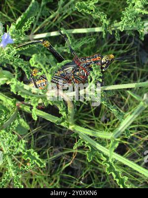 Gaudy Grasshoppers (Pyrgomorphidae) Insecta Banque D'Images