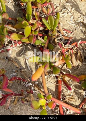 Câpres de haricot canarien (Tetraena fontanesii) Plantae Banque D'Images