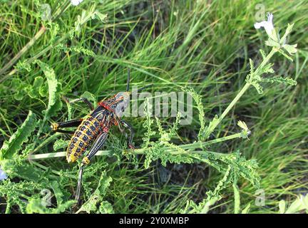 Gaudy Grasshoppers (Pyrgomorphidae) Insecta Banque D'Images