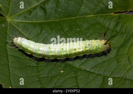 La famille Tussock Moth est un grand groupe. Les chenilles ont typiquement un épais manteau de poils irritants, certains avec les touffes comme on le voit ici. Banque D'Images