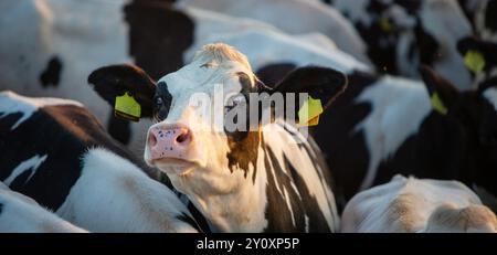 une jeune vache tachetée noire et blanche s'étire la tête entourée d'autres vaches Banque D'Images