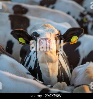 une jeune vache tachetée noire et blanche s'étire la tête entourée d'autres vaches Banque D'Images