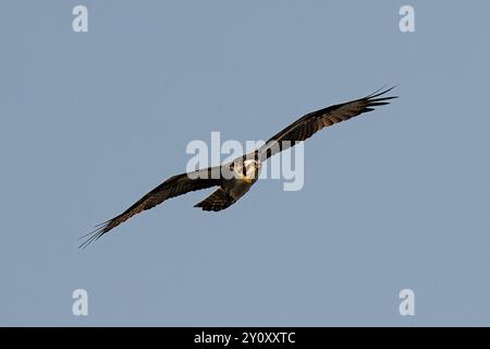 An Osprey survole Corner Brook, Terre-Neuve, Canada Banque D'Images