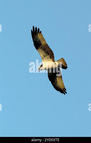 An Osprey survole Corner Brook, Terre-Neuve, Canada Banque D'Images