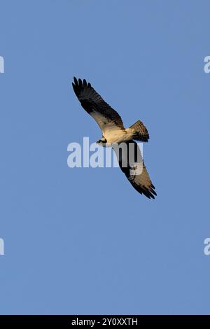 An Osprey survole Corner Brook, Terre-Neuve, Canada Banque D'Images