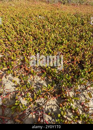 Câpres de haricot canarien (Tetraena fontanesii) Plantae Banque D'Images