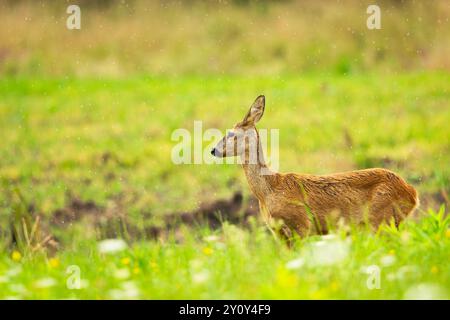 Cerf roe se tient dans le pré pendant la pluie, jour d'été Banque D'Images