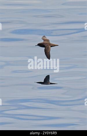 Un Sooty Shearwater glisse bas au-dessus de la mer Banque D'Images