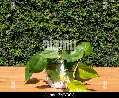 Plante philodendron dans un pot en céramique blanche. Plante de philodendron vert citron du brésil sur une table en bois dans le jardin Banque D'Images