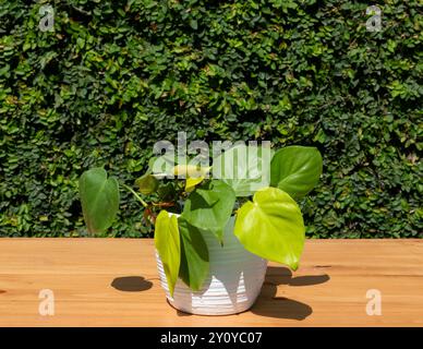 Philodendron lime vert coeur forme laisse plante dans pot blanc sur une surface en bois dans le jardin Banque D'Images